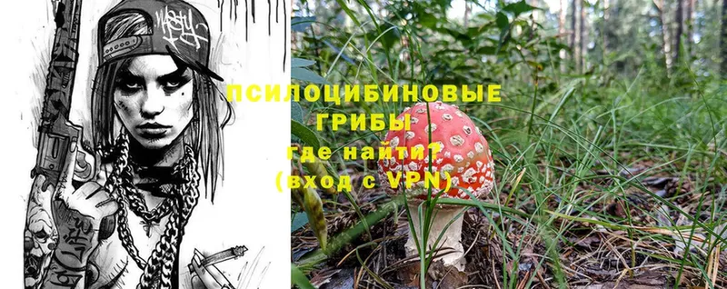 где можно купить   Вуктыл  Псилоцибиновые грибы MAGIC MUSHROOMS 